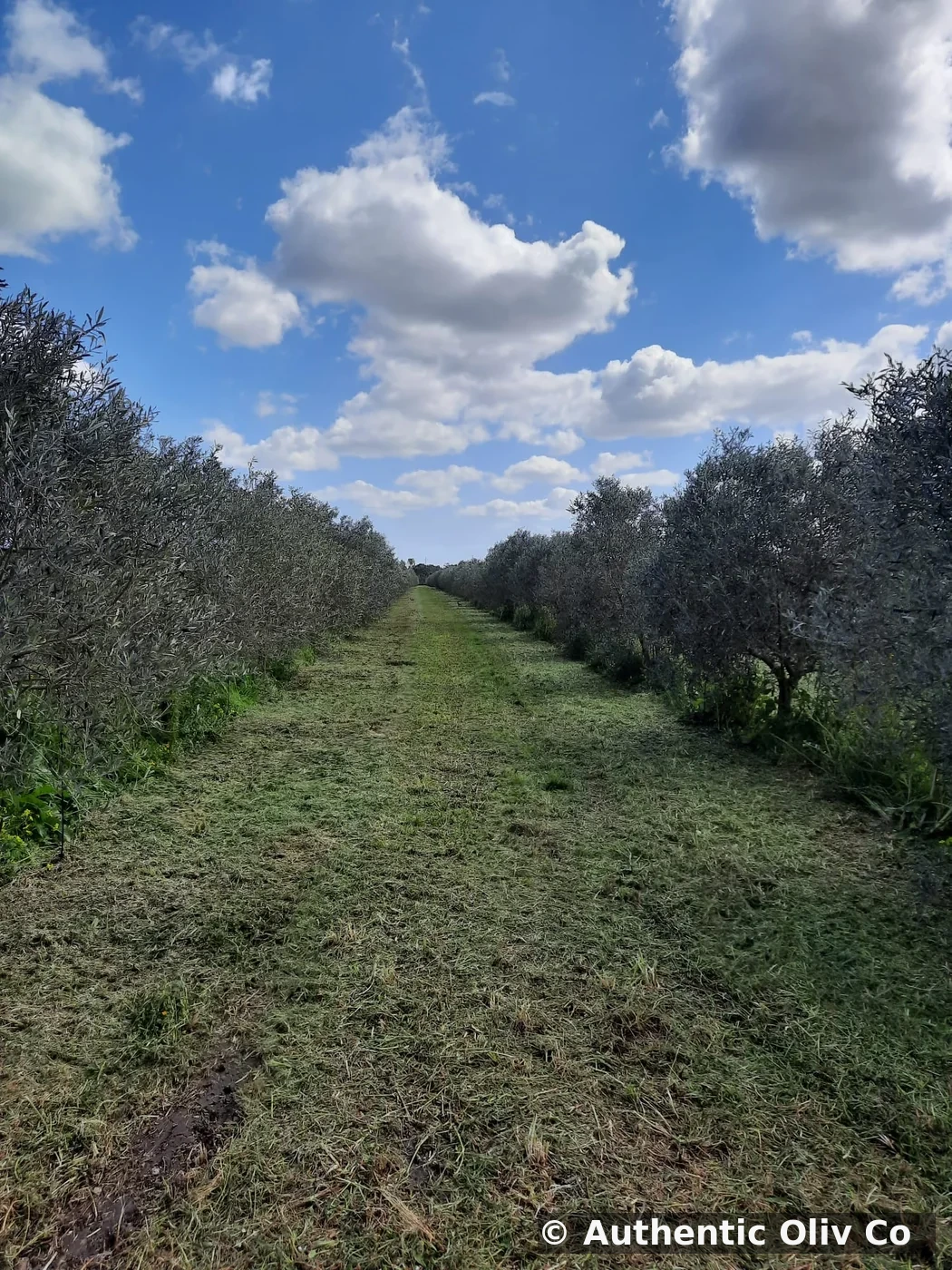 Sandalia oliv grove in San Sperate, Sardinia