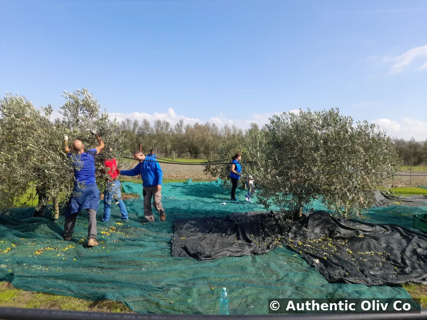 Sandalia oliv harvest in Sardinia