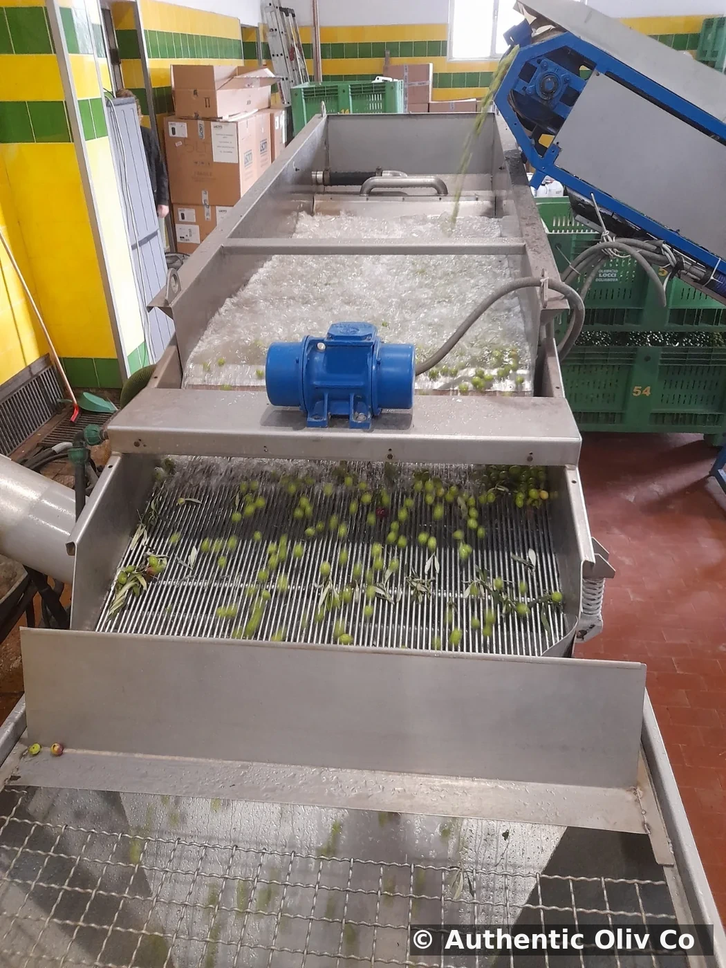 Olivs being washed and prepared for milling at Sandalia